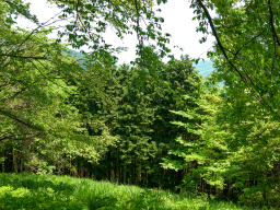 H05