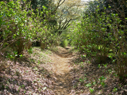 H11