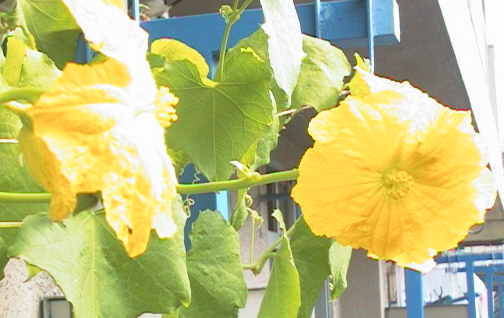 �ւ��܂̂��΂�