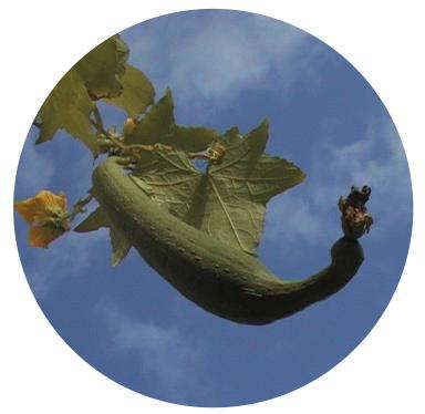 �ւ��܂̎�10/11