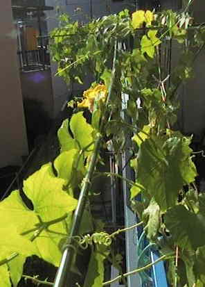 �ւ��ܒI�P�O�D�Q�W