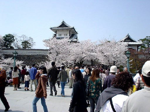 金沢城石川門と桜