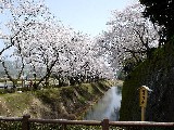 裏口門跡の桜