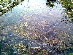 「トミヨ」生育池