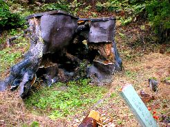 �g�`�m�L�̐��P