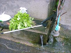 �g�`�m�L�̐��R