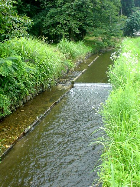 カワニナが住みやすいように整備されています
