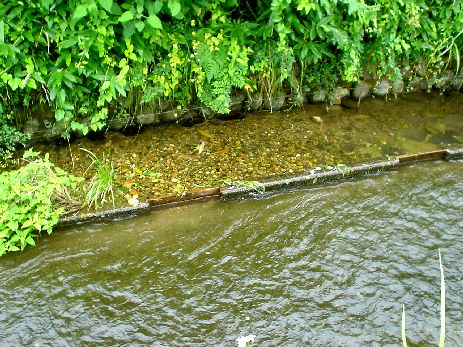 6月にはホタル観察会が