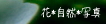 花*自然*写真