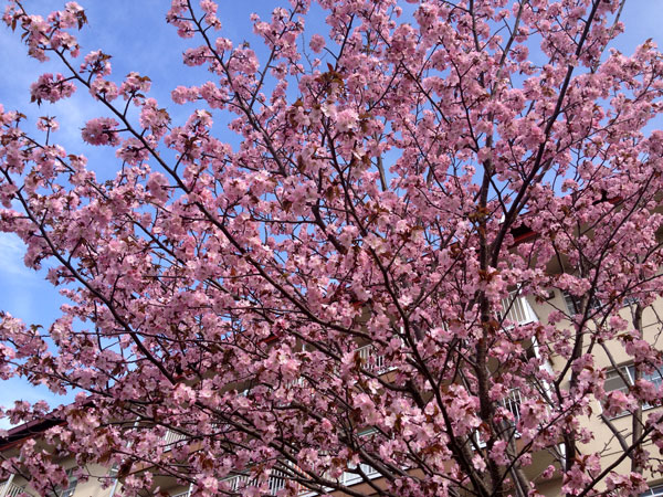 201205sakura