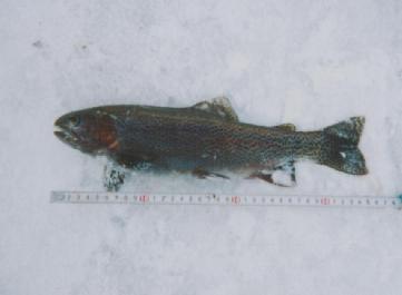����35cm